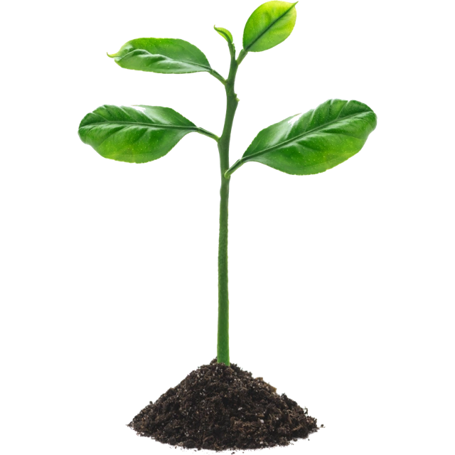 Growing plant in soil